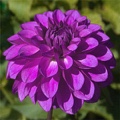 TED'S CHOICE DAHLIA