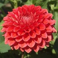 TEMPEST DAHLIA