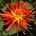 TIKI TORCH DAHLIA