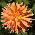 TROPIC SUN DAHLIA