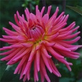 TUTTI FRUTTI DAHLIA