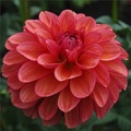 UPTOWN GIRL DAHLIA