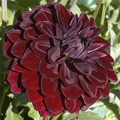 VOODOO DAHLIA