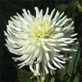 WHITE LIGHTNING DAHLIA
