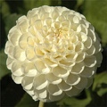 WHITE NETTIE DAHLIA