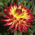 WILDCAT DAHLIA