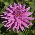 WORTON BLUE STREAK DAHLIA
