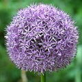 Allium