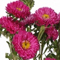 Asters Matsumoto Pink