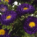 Asters Matsumoto Purple