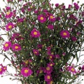 Asters Monte Casino