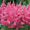Astilbe Ar Else Schluc