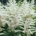 Astilbe Bridal Veil