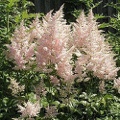 Astilbe Erika