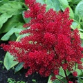 Astilbe Red