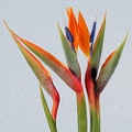 Bird Of Paradise