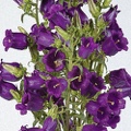 Campanula Champion Blue