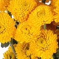 Chrysanthemum Button Yellow