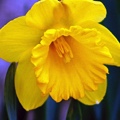 Daffodil Yellow