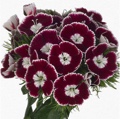 Dianthus Dagonet