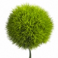 Dianthus Green Trick