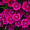 Dianthus Gypsy