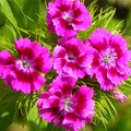 Dianthus Sweet William