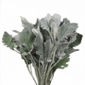 Dusty Miller