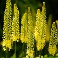 Eremurus