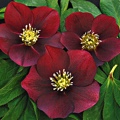 Helleborus Red