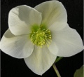 Helleborus White