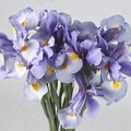 Iris Discovery (Dark Blue)