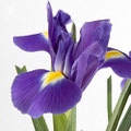 Iris Telstar