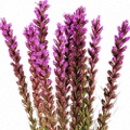 Liatris