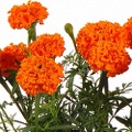 Marigold