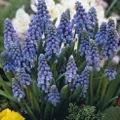 Muscari Armeniacum