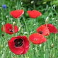 Oriental Poppy - Papaver