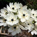 Ornithogalum Arabicum