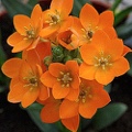Ornithogalum Dubium Orange Star
