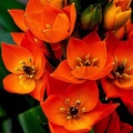 Ornithogalum Dubium Sun Star