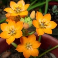 Ornithogalum Dubium Yellow Star