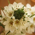 Ornithogalum Mount Fuji