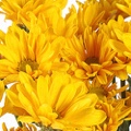 Poms Yellow