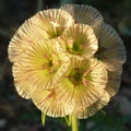Scabiosa Stellata