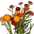 Strawflower Amber