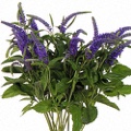 Veronica Purple