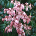 Pieris japonica Blush