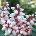 Pieris japonica Bonfire