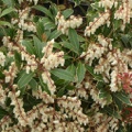 Pieris japonica Carnival