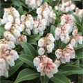 Pieris japonica Cupido